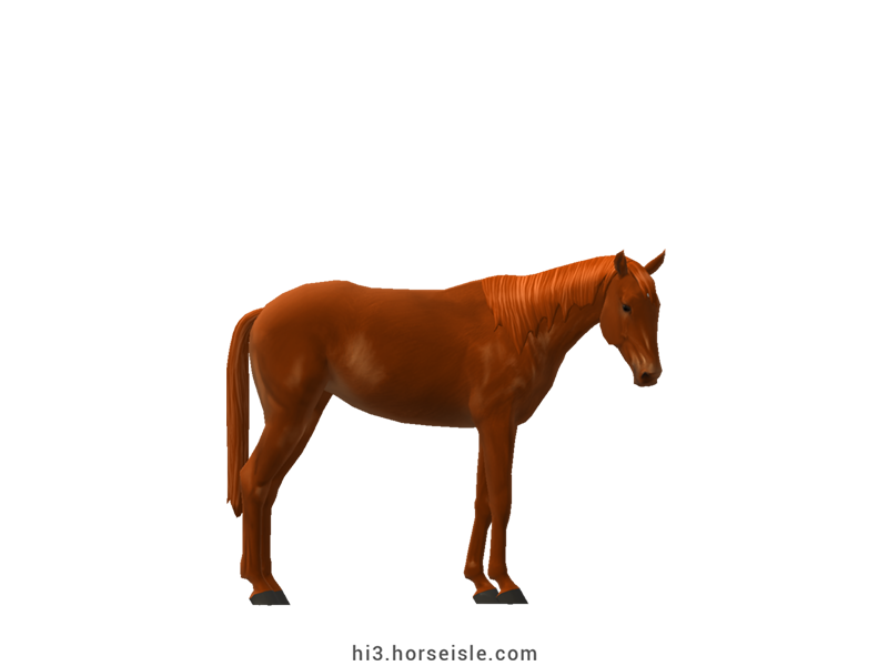 Namib Desert Horse Red Chestnut Coat